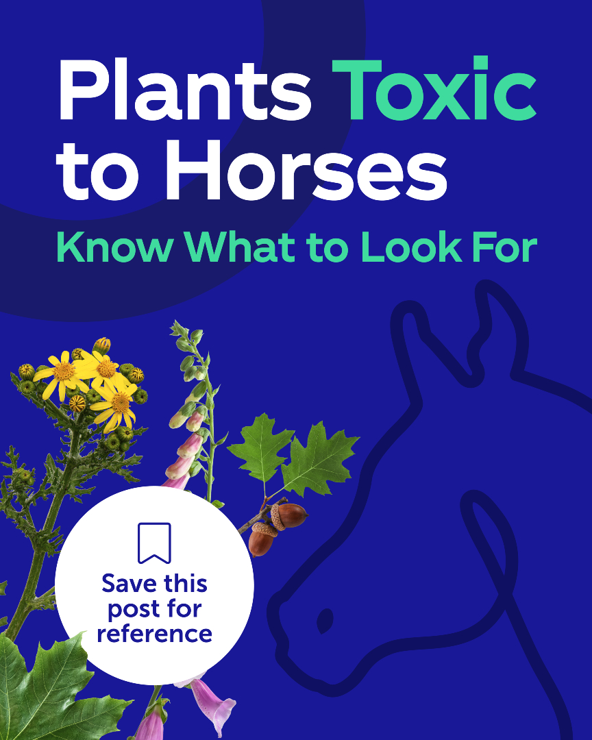 @Protexin Equine