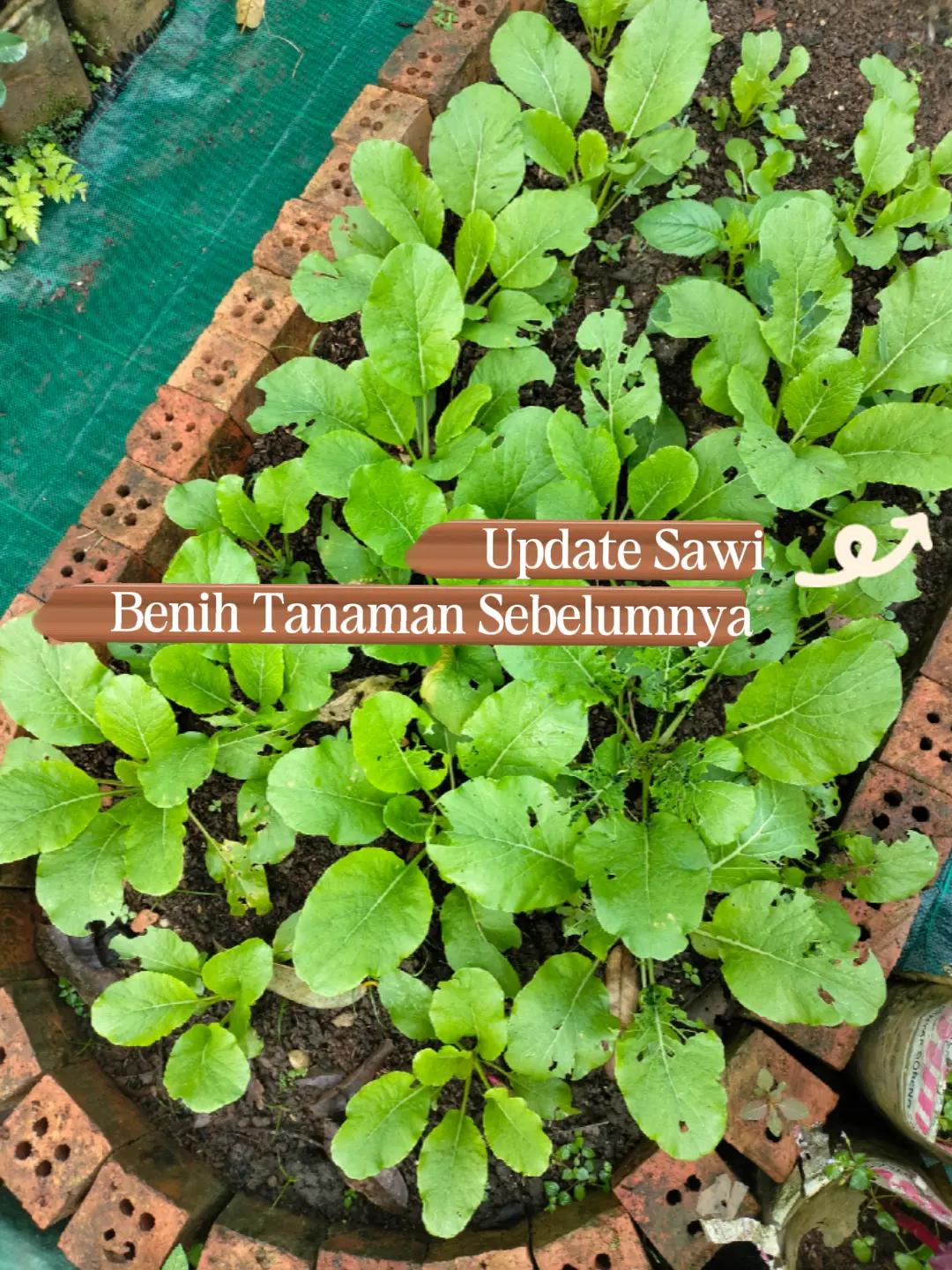 @mahmudah.garden