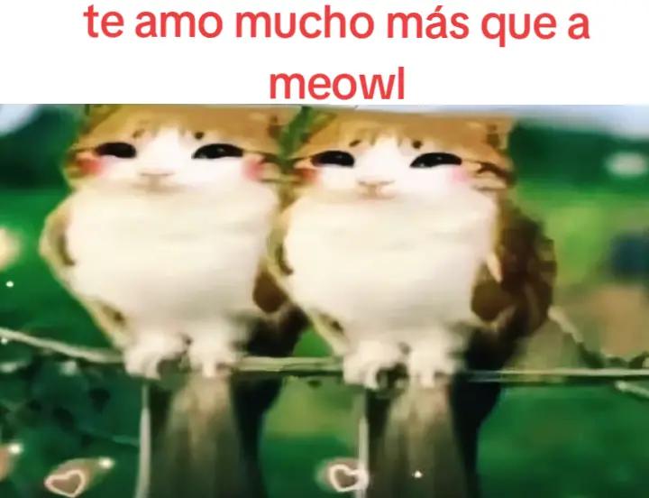 @meowl