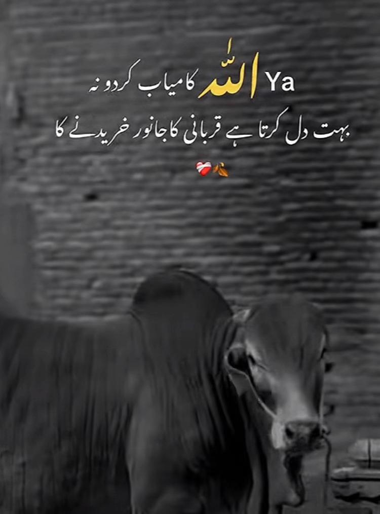 @🚩ارسلان