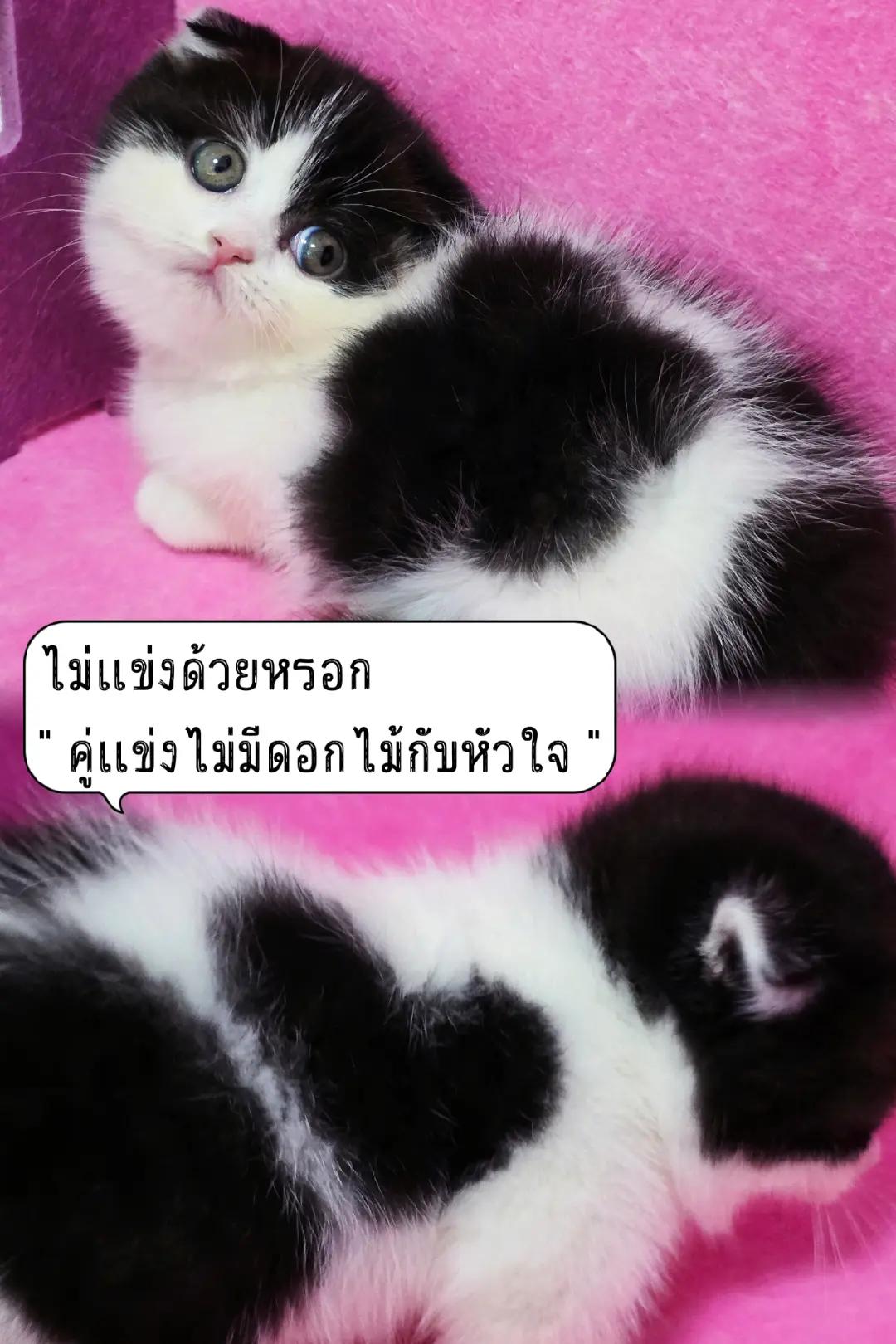 @ฟาร์มแมว ฟาร์มรัก ❤