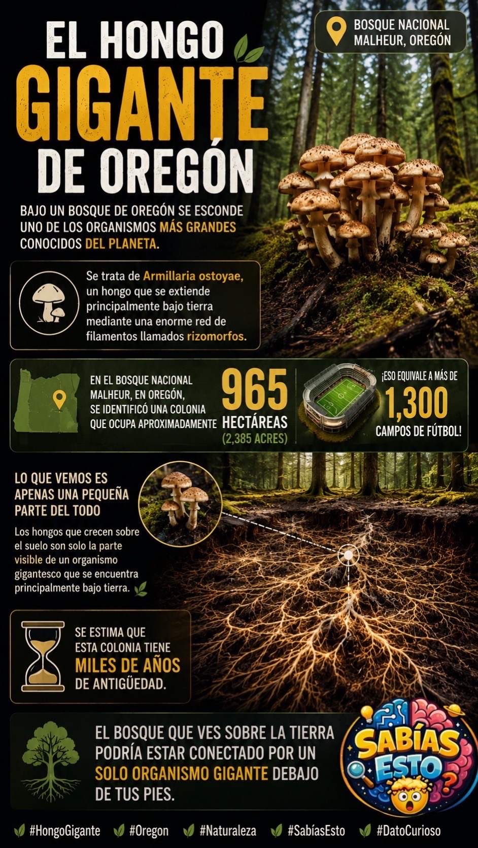 @Sab&iacute;as Esto 🔍