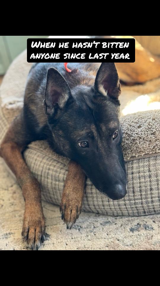 @DivineCanineDogTraining
