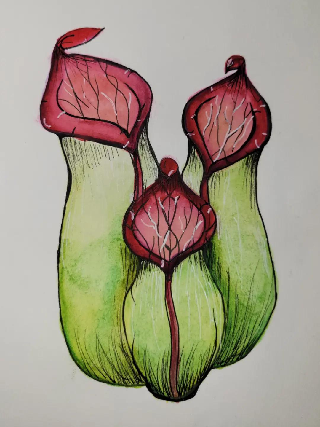 @Organic Illustrations