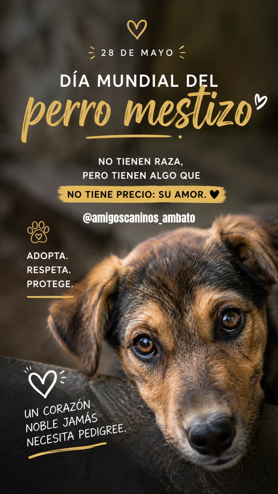 @Amigoscaninos_Ambato