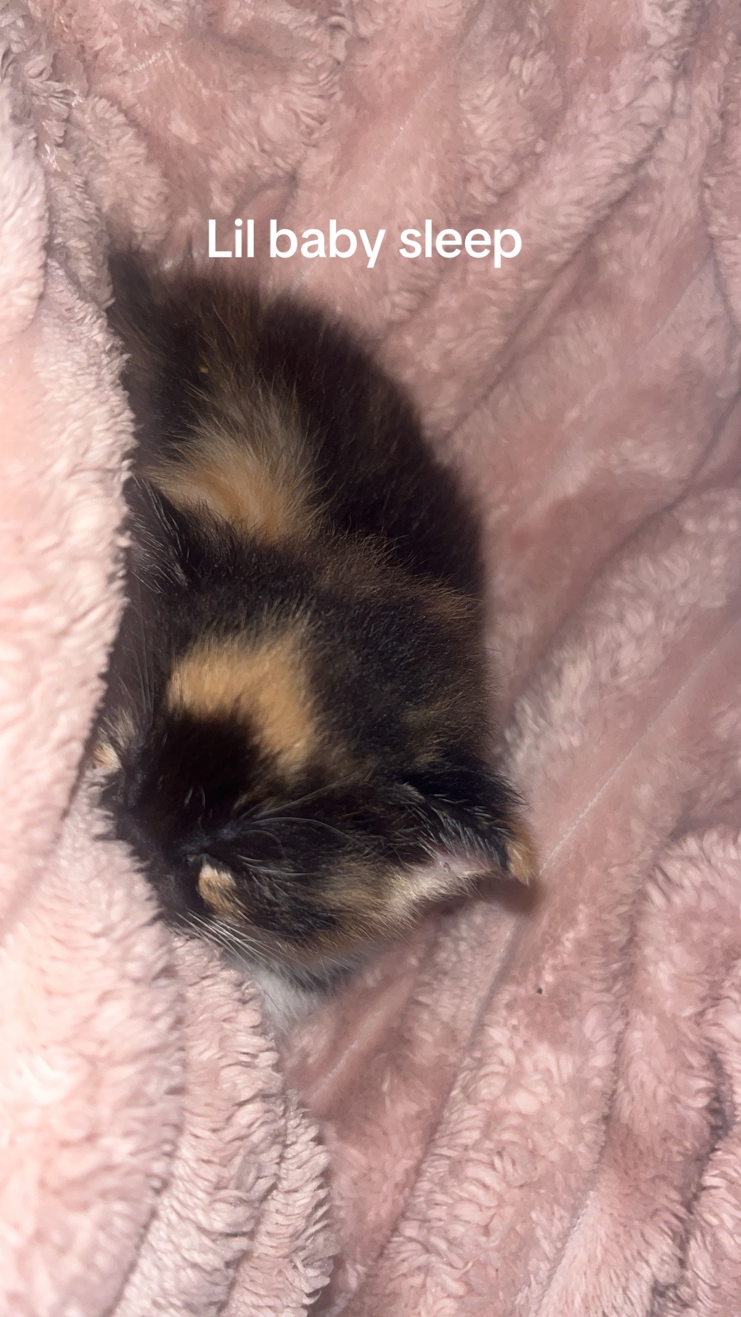 @kittencattuff