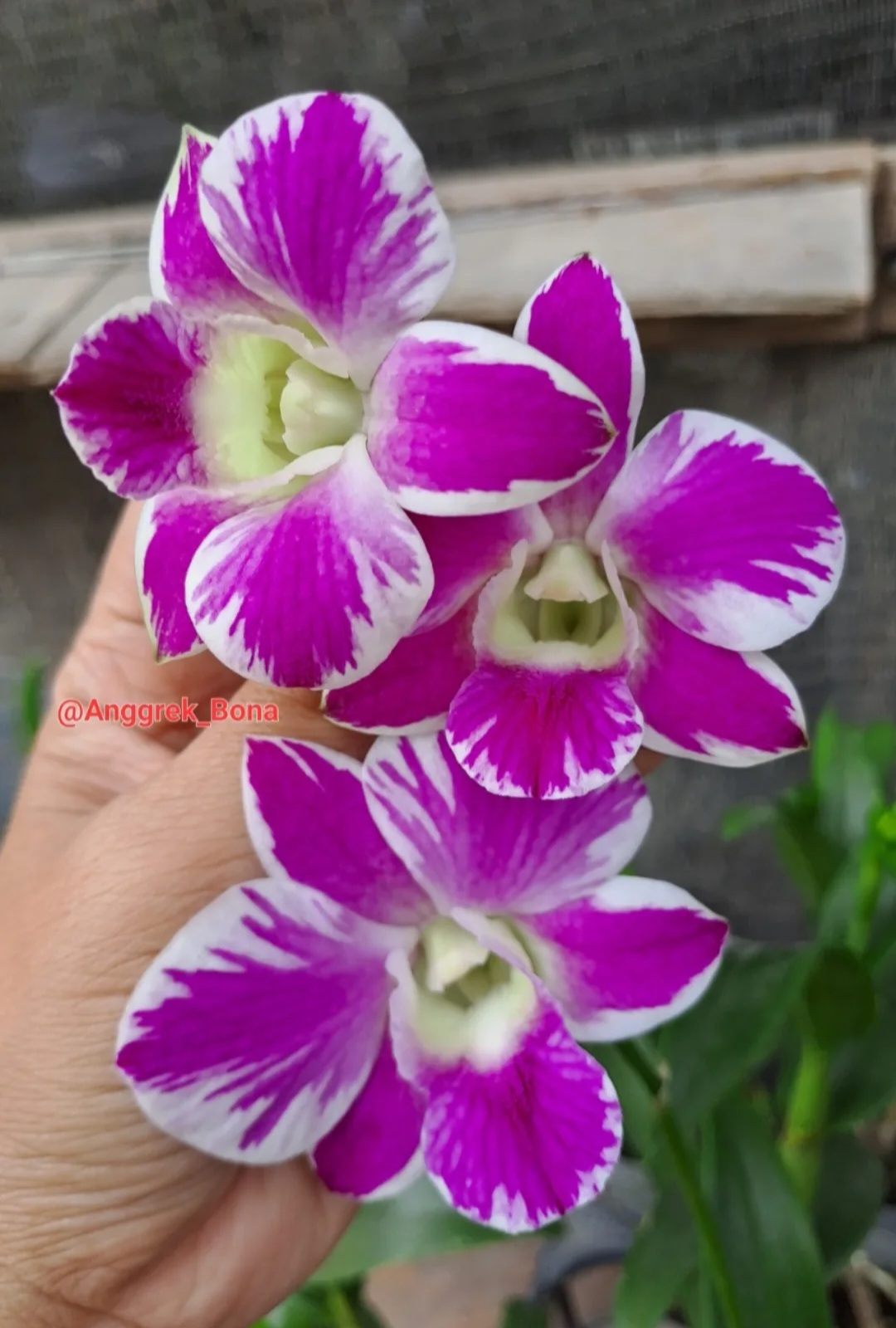 @@Anggrek_Bona