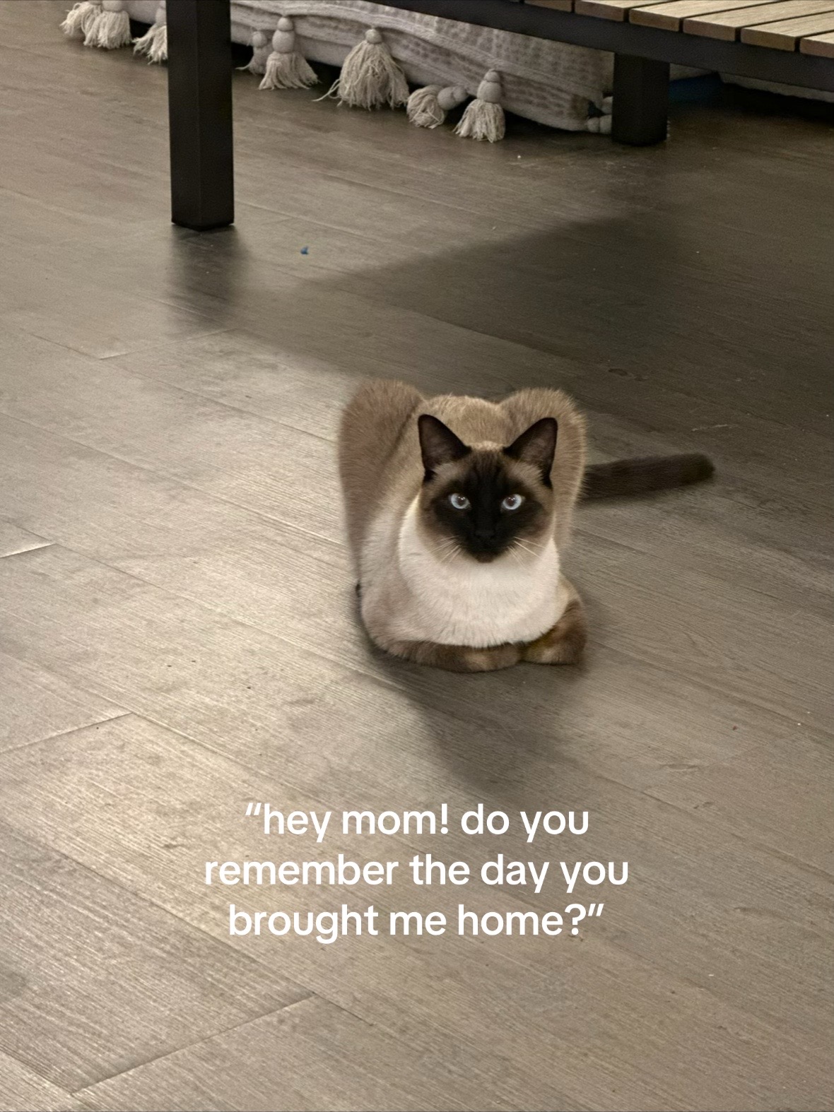 @ari
