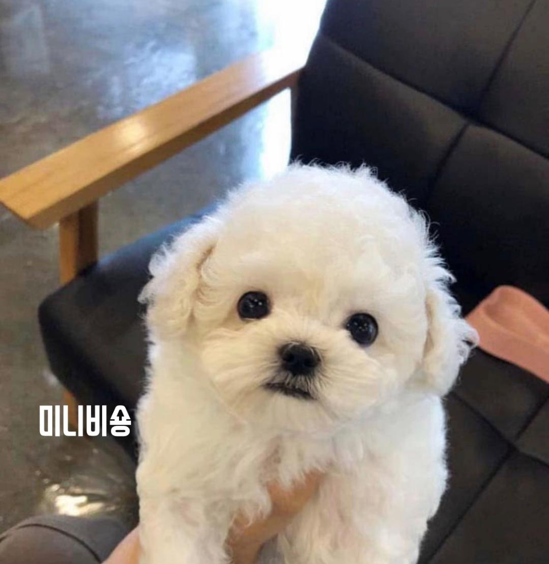 @perro feliz