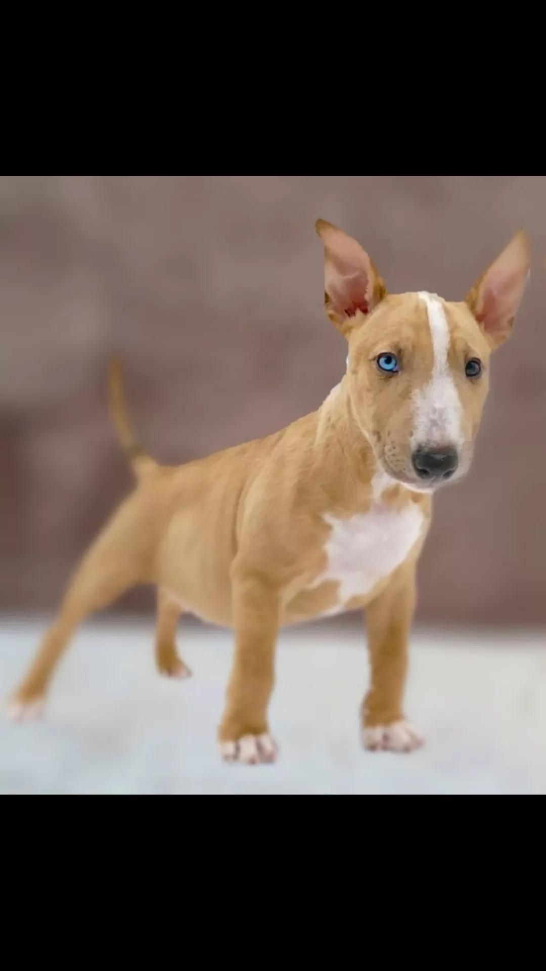 @Mini Bull Terriers from Hell