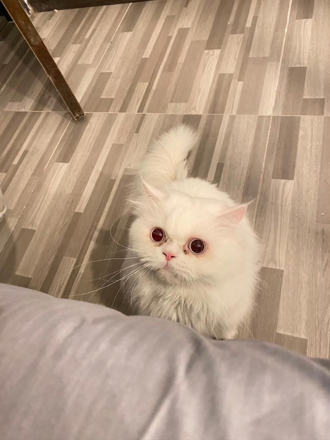 @แมวโง่