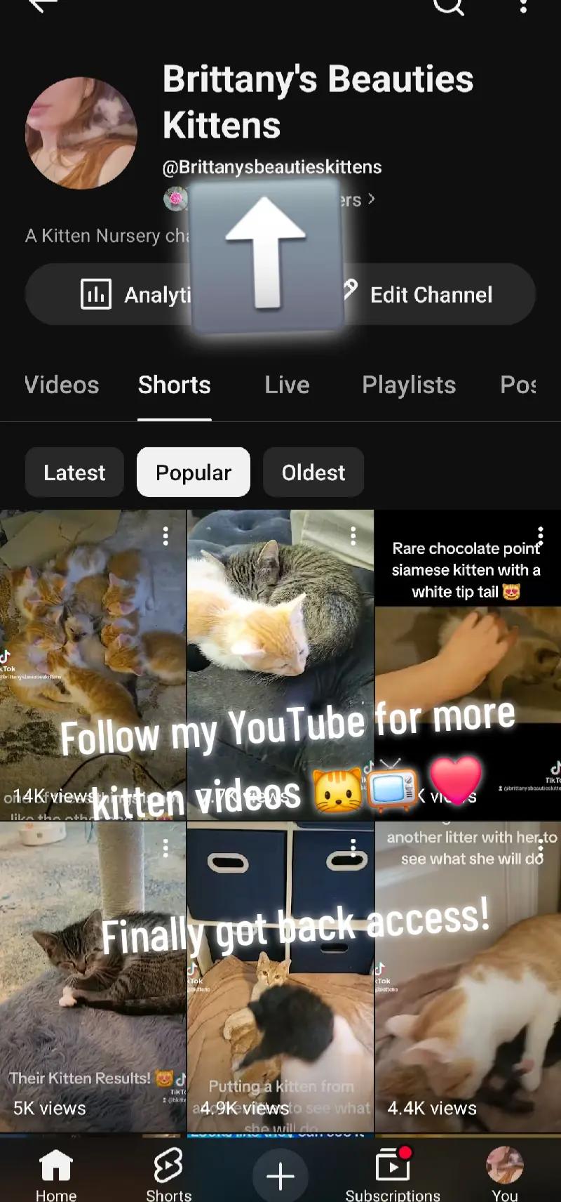 @Brittany Beauties Kittens