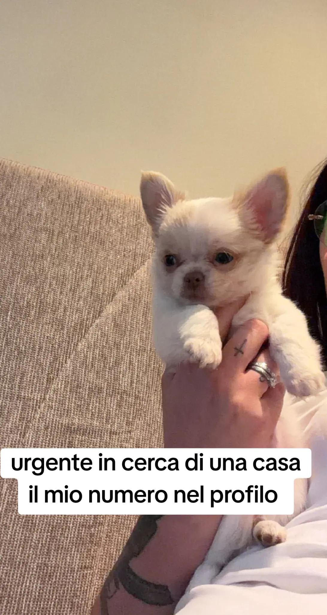@⚠️ IL RE DEI BULLY ⚠️