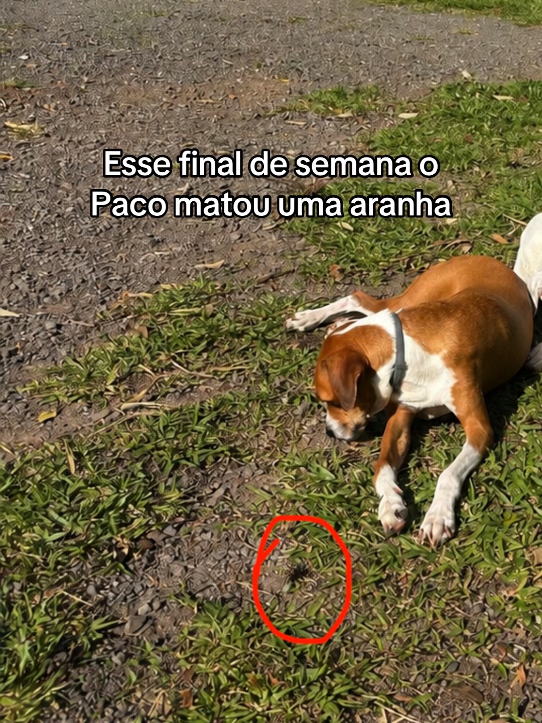@Pacoserelepe