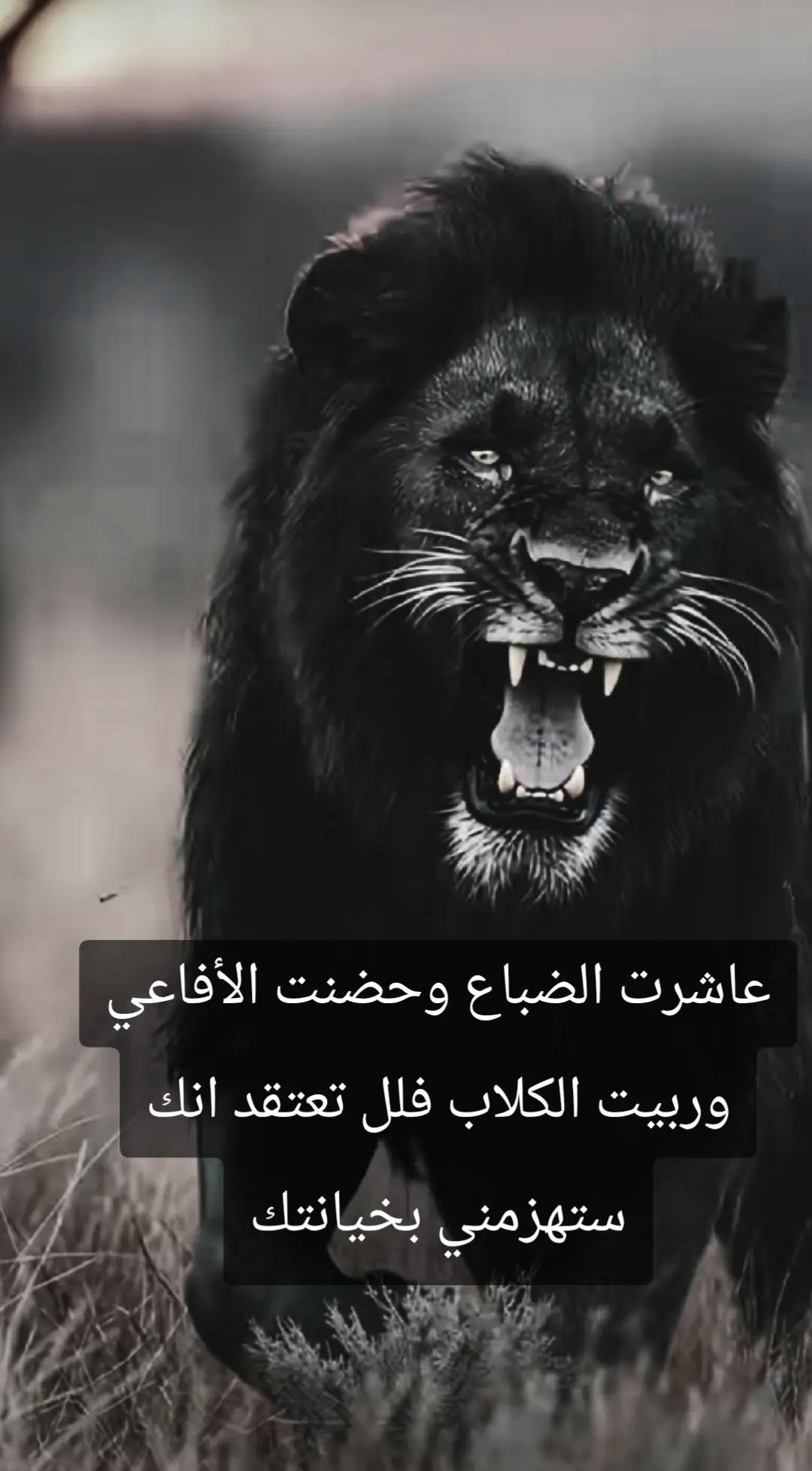 @🦁 scarface 🦁