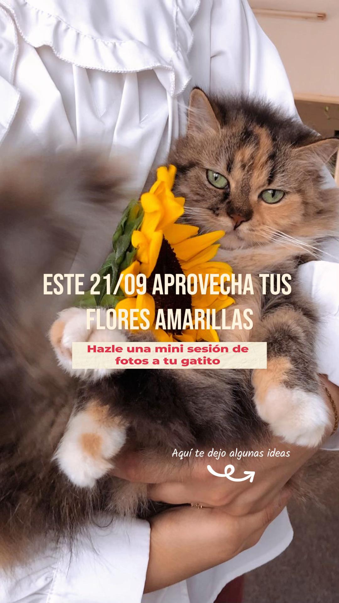 @M.A.S 🐶😼😸 | Gracce