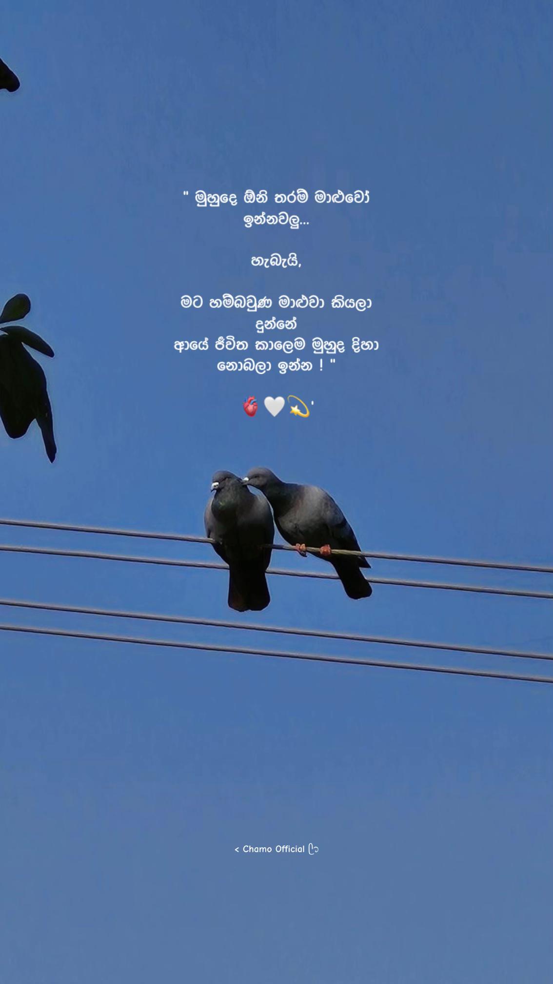 @< 𝐂𝐡𝐚𝐦𝐨 ᥫ᭡