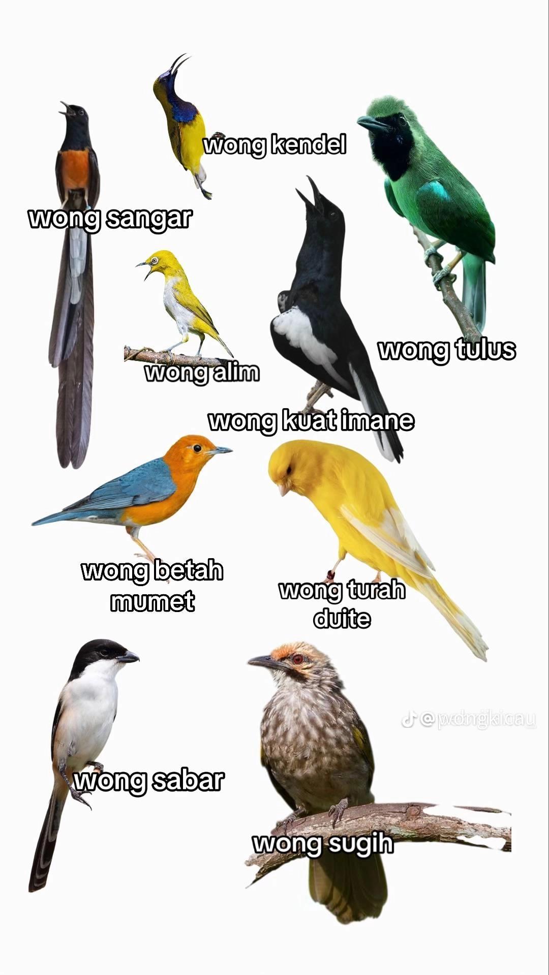 @★ALDO,BIRD★