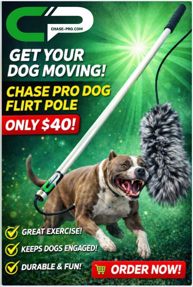 @chaseprodogtreadmills
