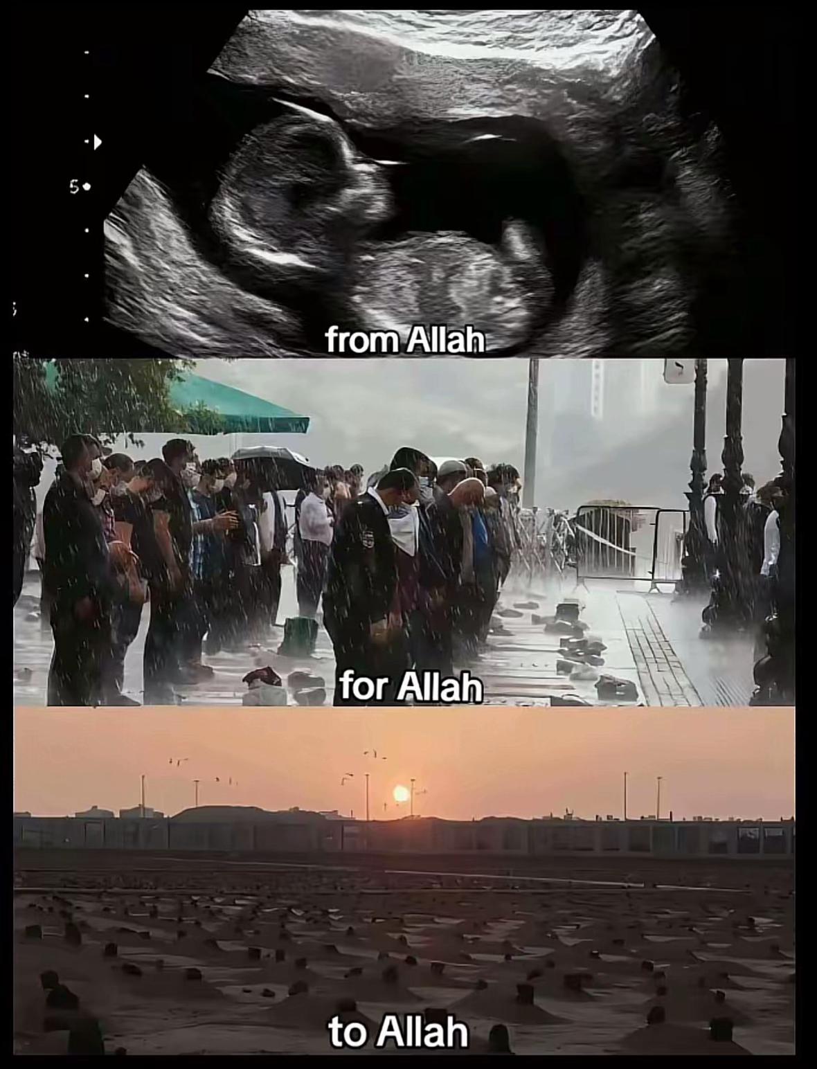@halaltalks1