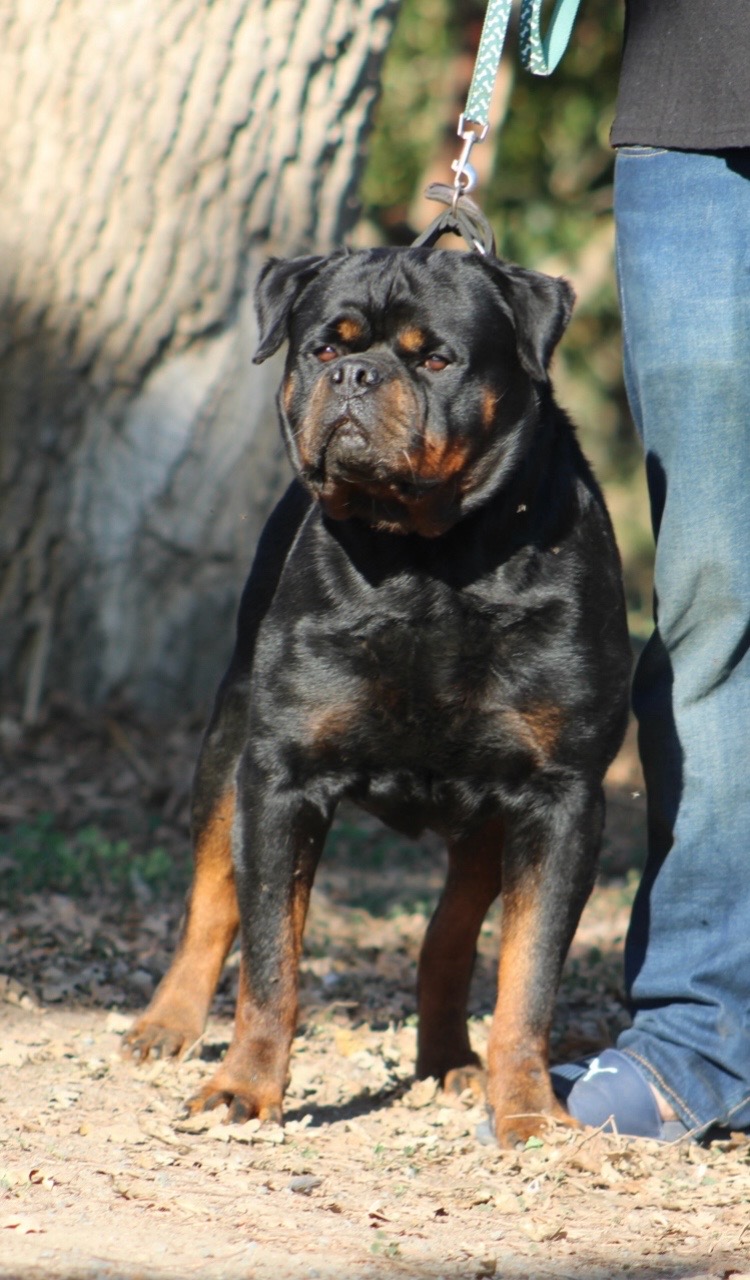 @✨VON DER MU&Ntilde;OZ ROTT&rsquo;S✨