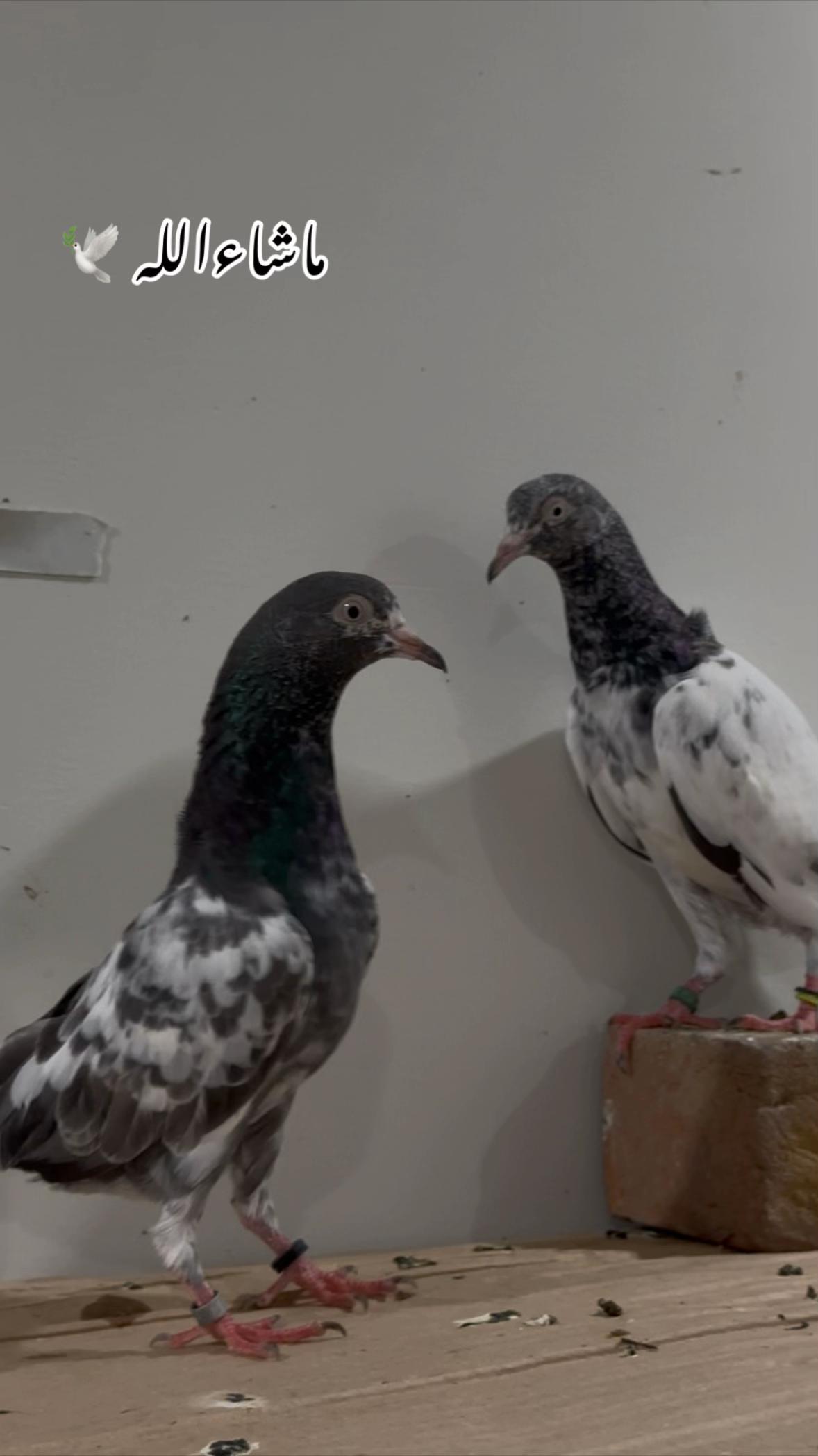 @Royal Birds 🕊️👑