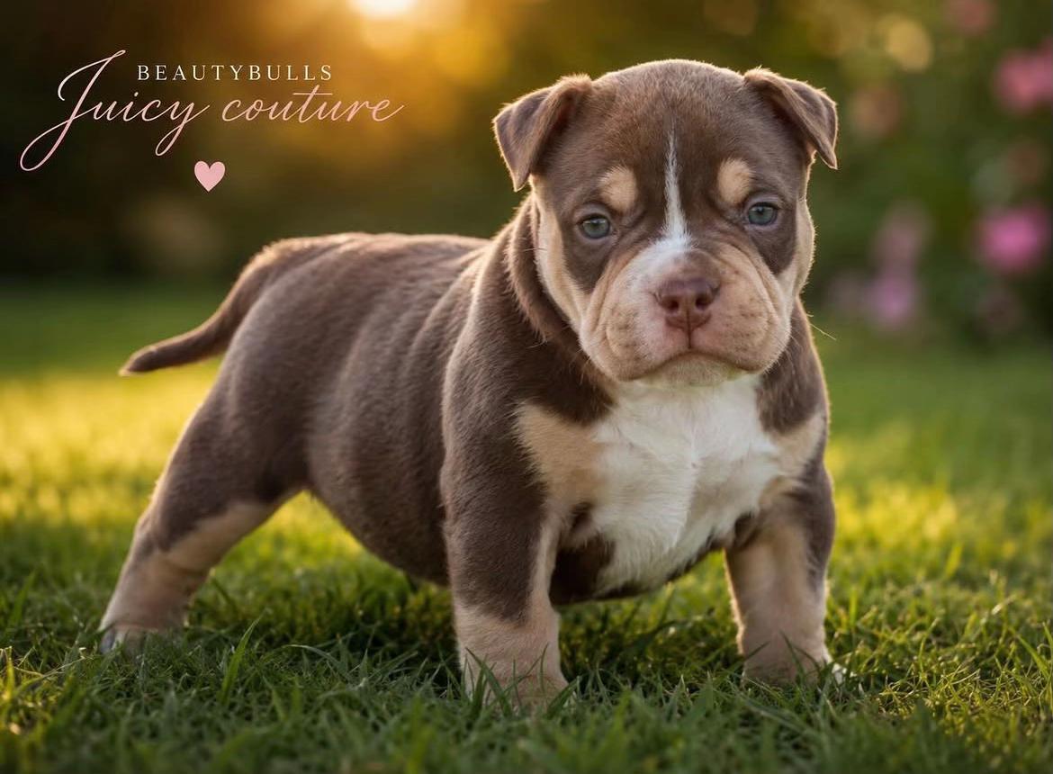 @Beautybullskennel🤍