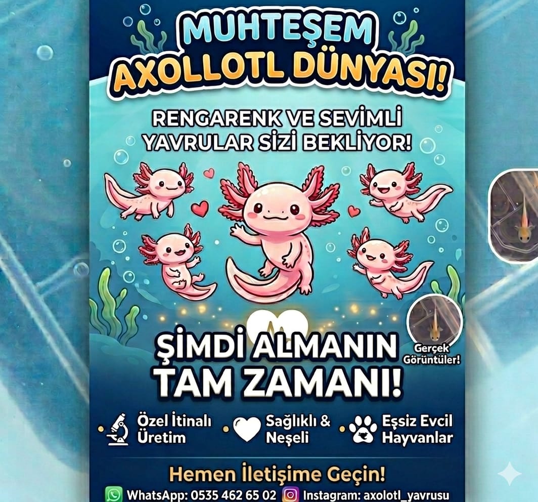 @axolotl üretim