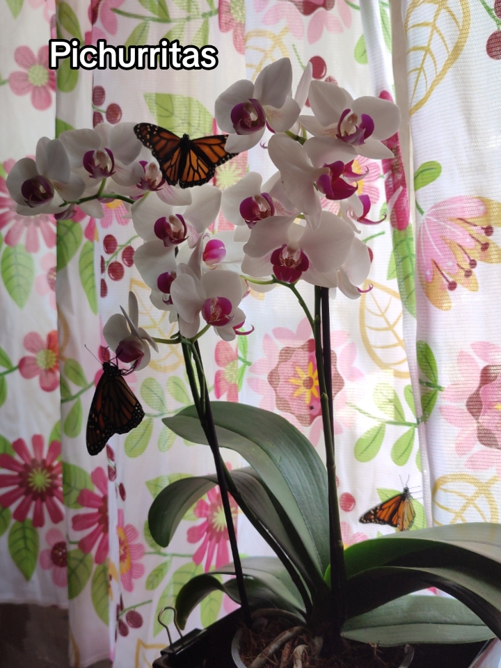 @Mariposas_EddVi