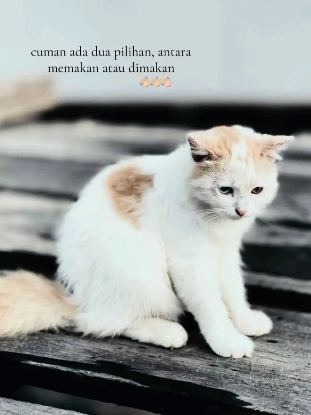 @elga Saputra