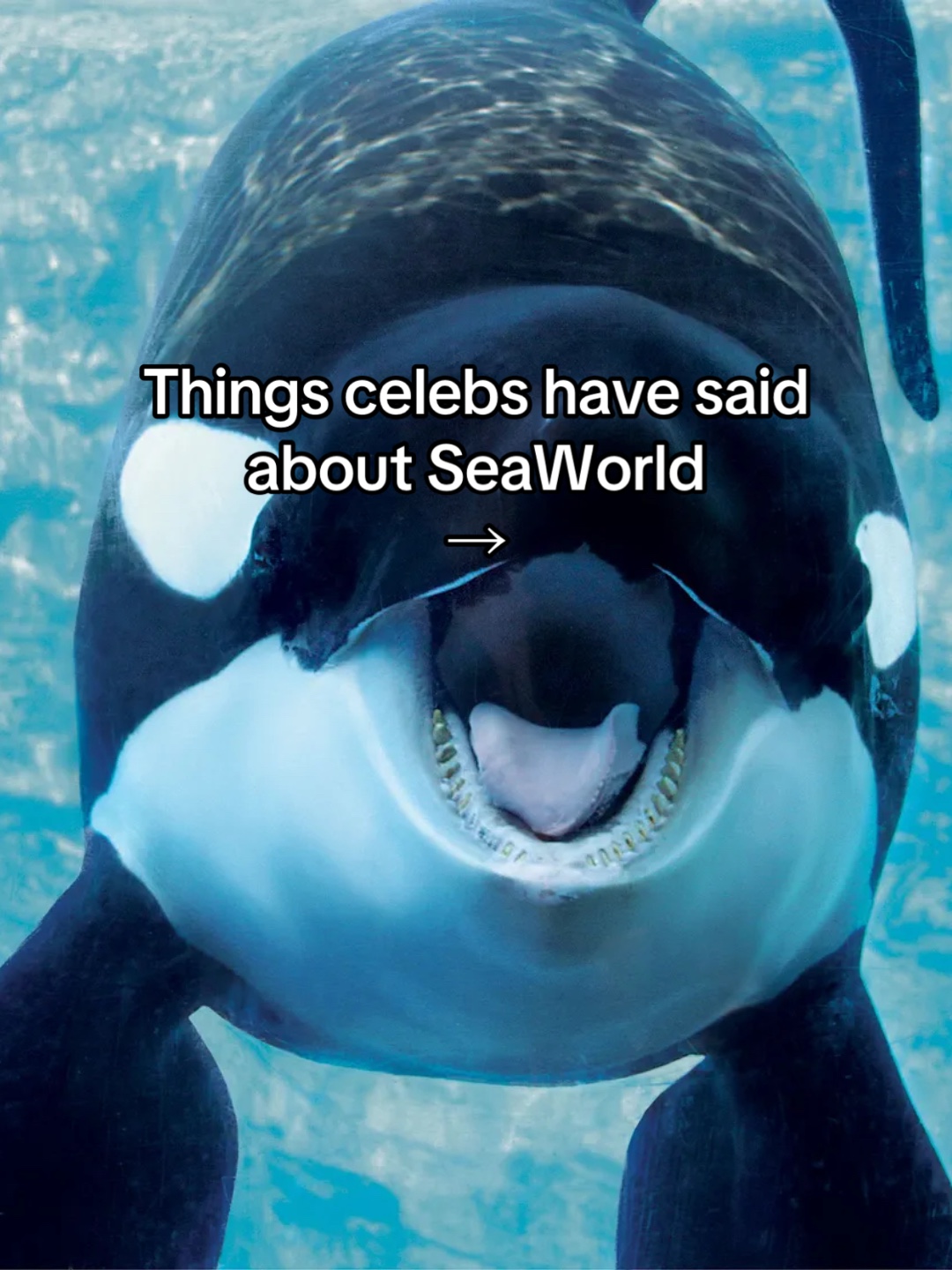 @animalrightsdaily