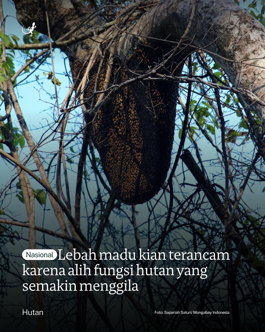 @mongabayindonesia