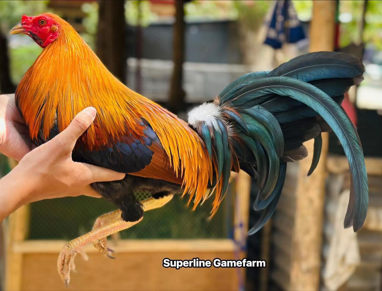@Superline Gamefarm