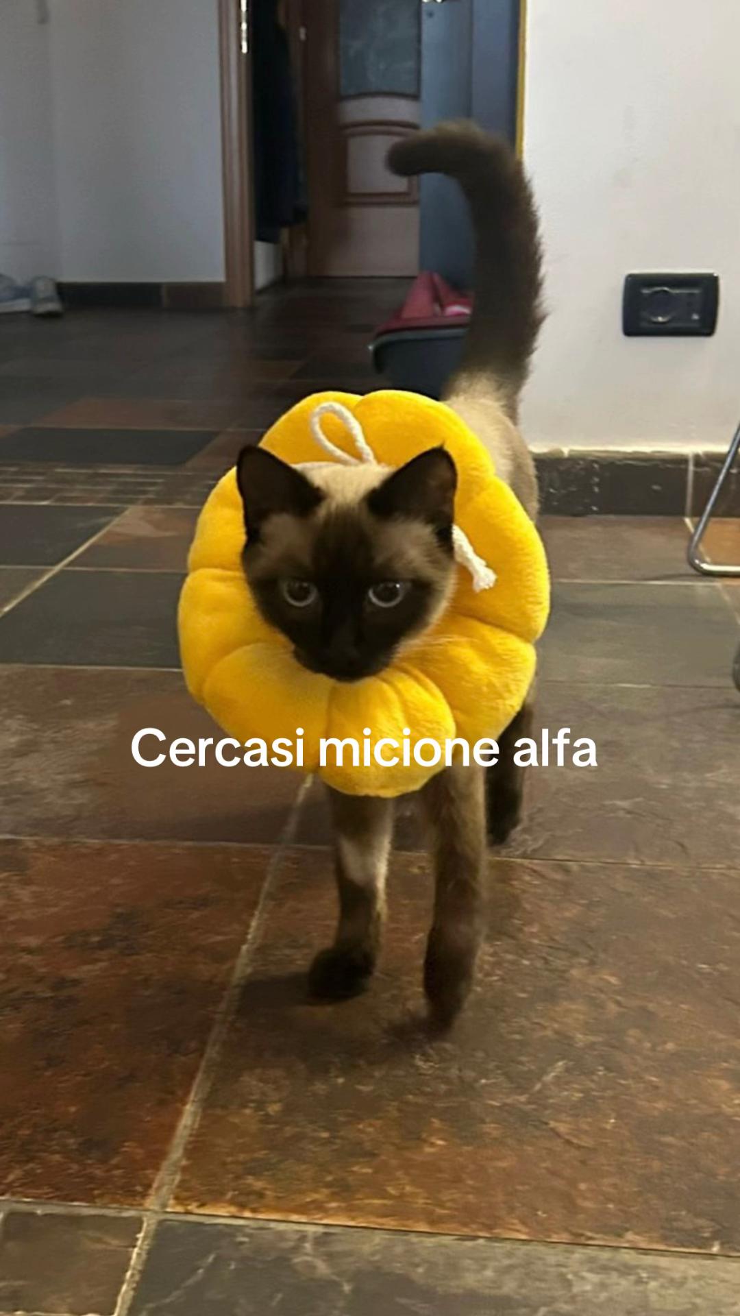 @Matteo.mezzanato