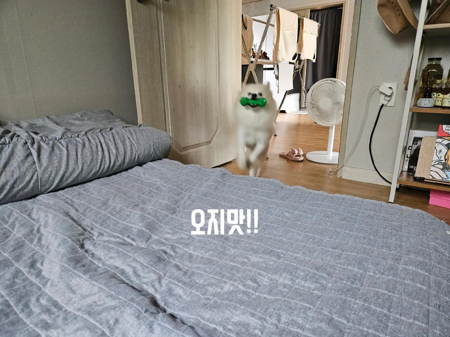 @만두탱이