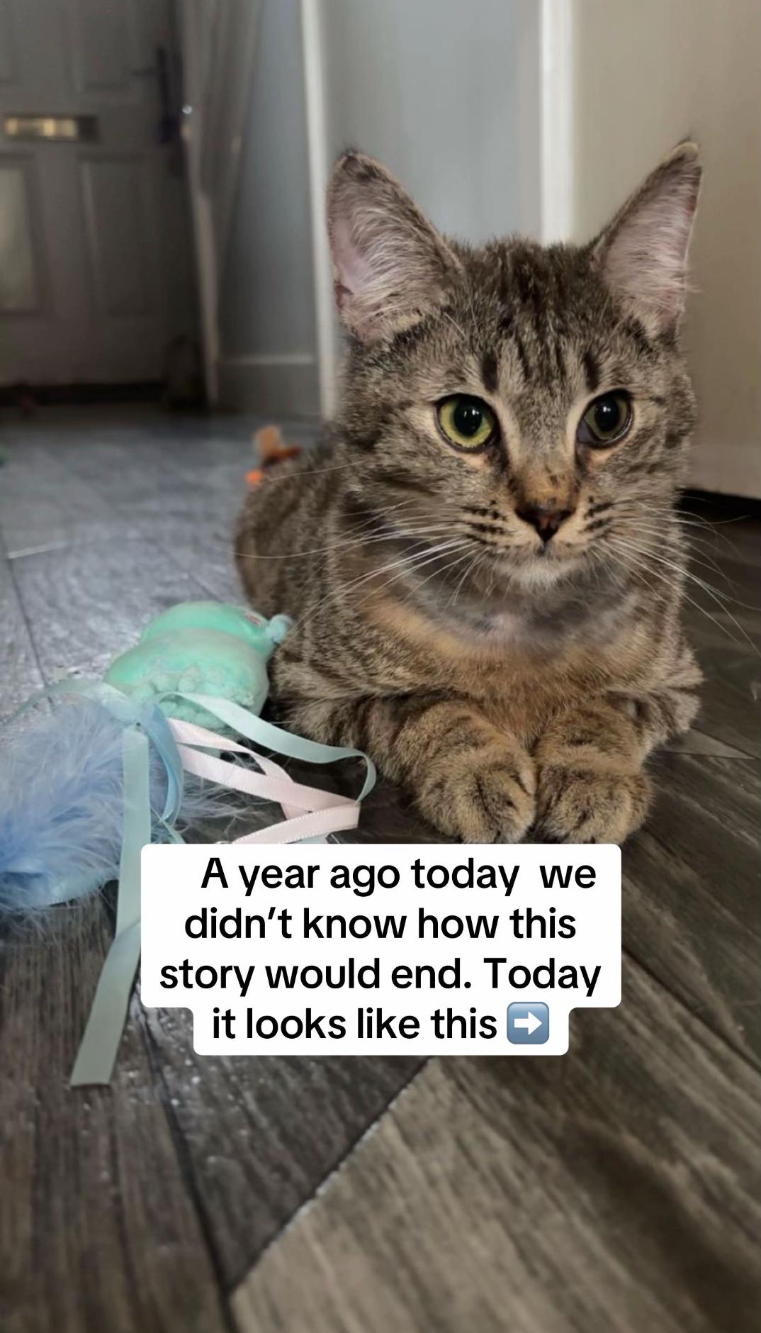 @😺Timothythecat0😺
