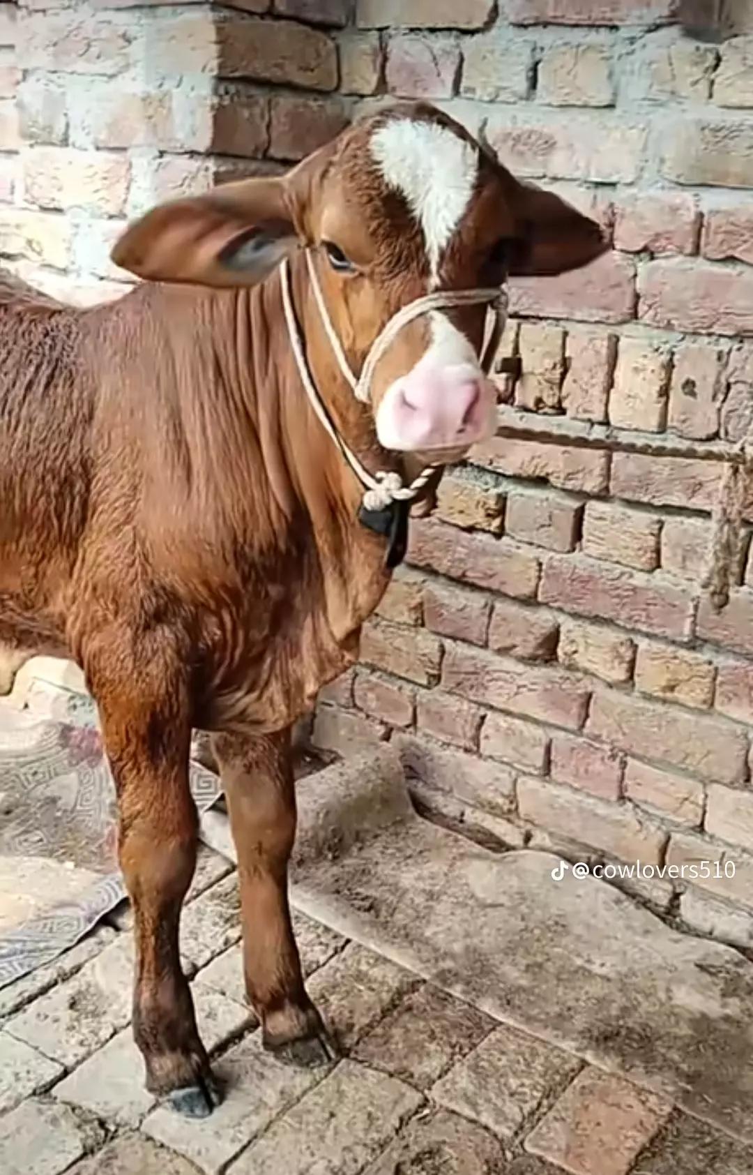 @rihan malik