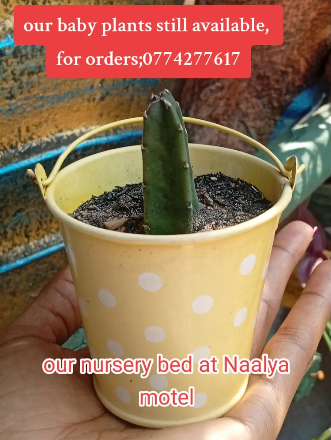 @Plants&PlantersbyChefJ (AJE)