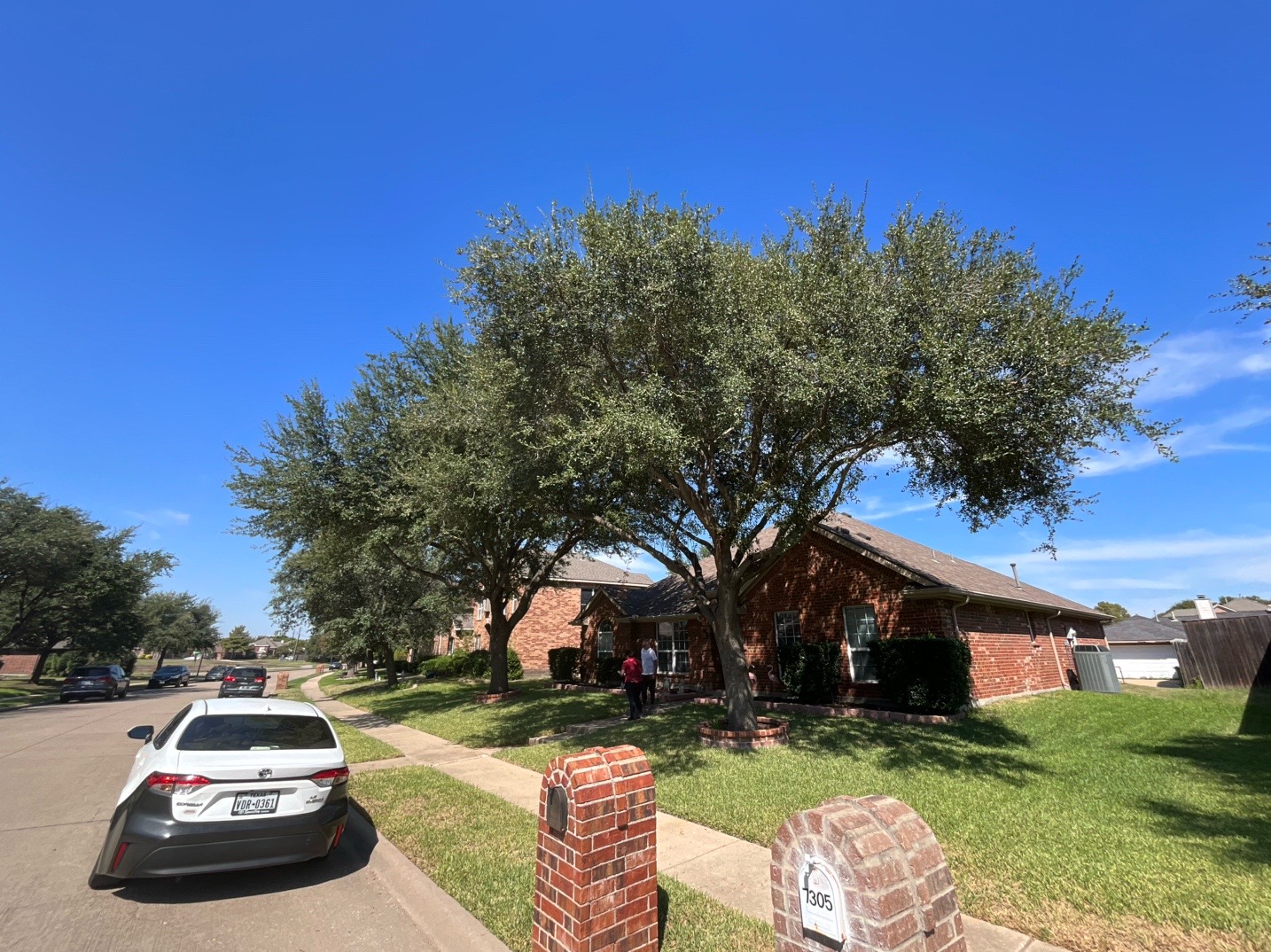 @Live Oak Tree Service