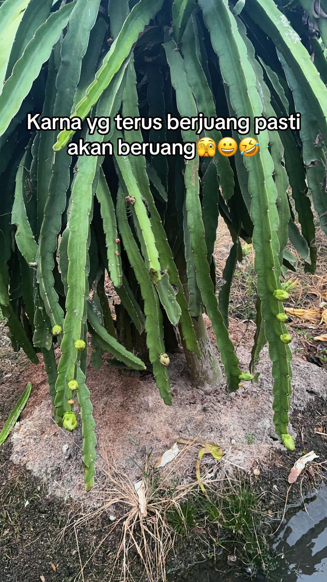 @nandarahama