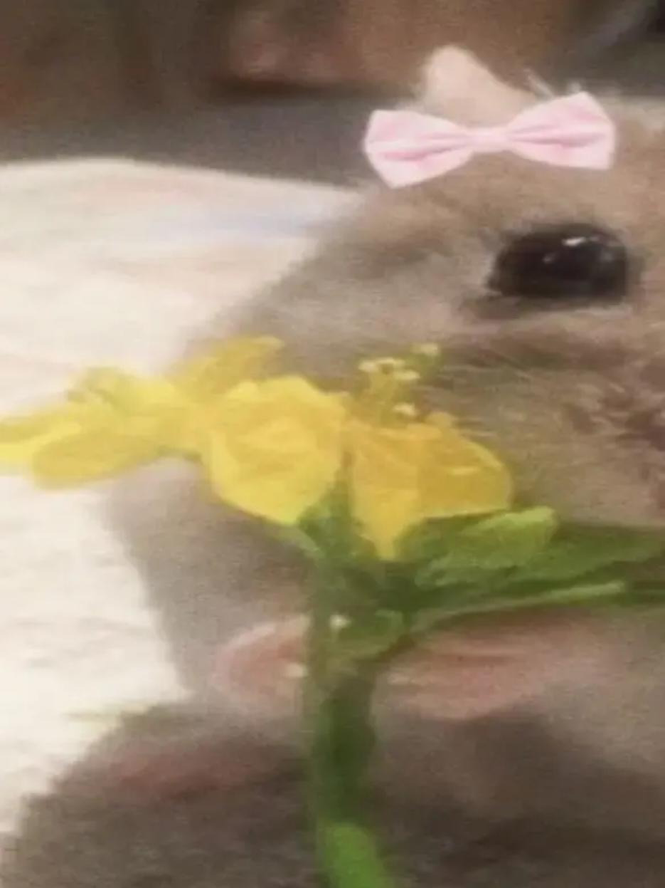 @ʕ˶ᵔ ﻌ ᵔ˶ʔ ♡ ⋆。˚