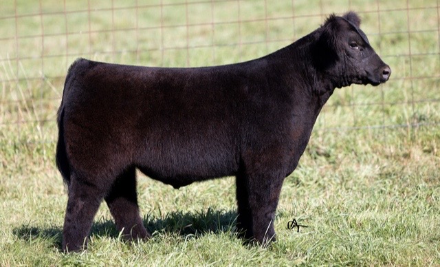 @Matt Lautner Cattle USA