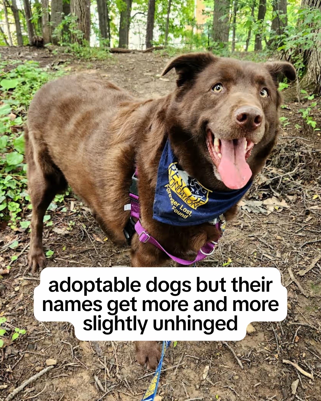 @Adopt a Pet