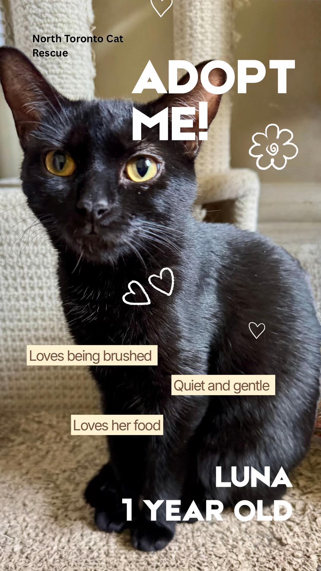 @North Toronto Cat Rescue