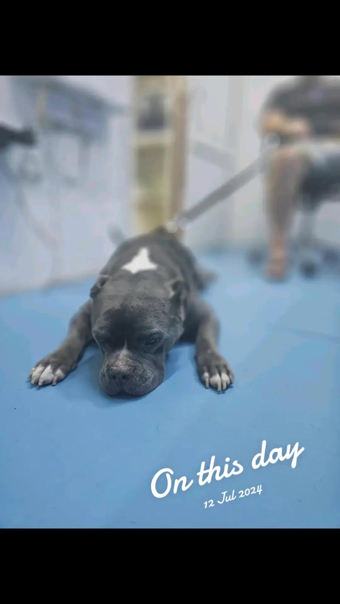 @VillagevVet LLC