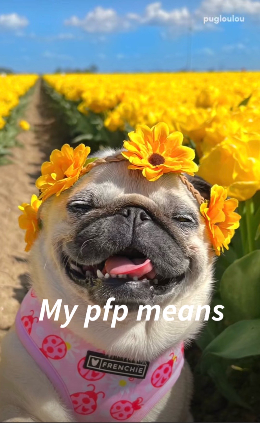 @I love animals so much 💜🩷⭐️