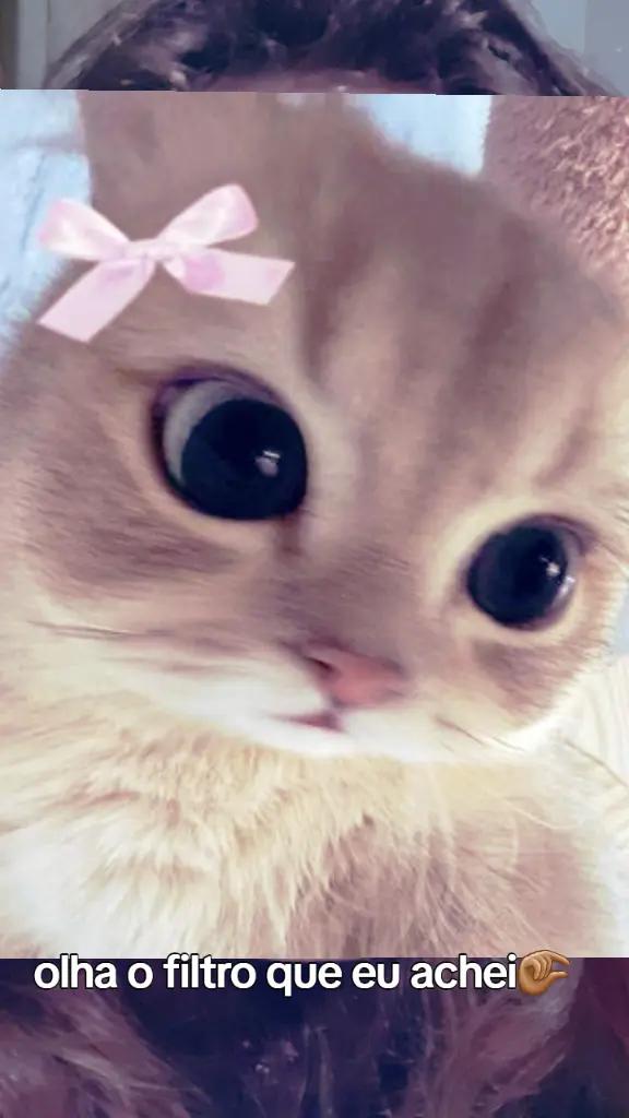 @~gatos brancos⚪🤍(-> <-)☆♡~