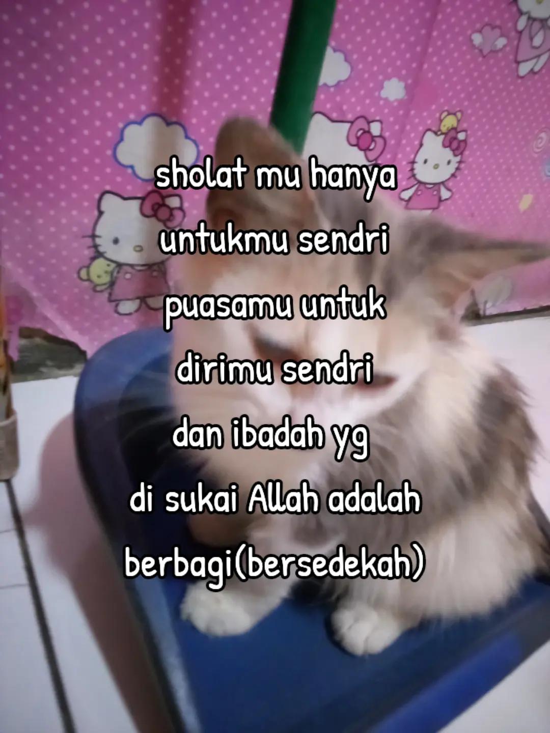 @ibundanya kucing