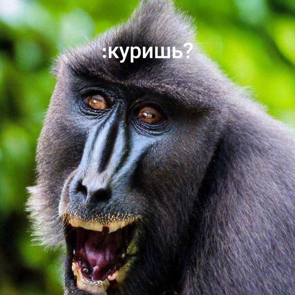 @vipka35