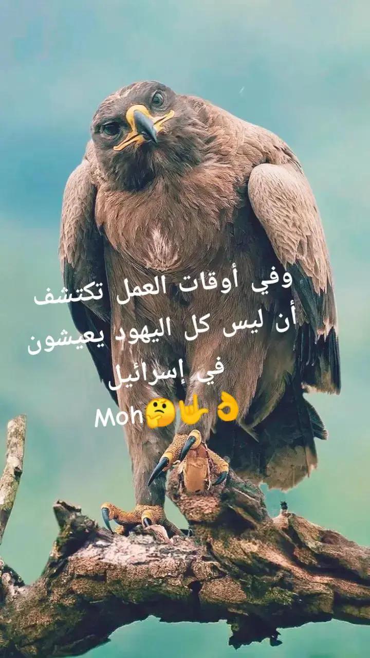@Moh Mohamed753